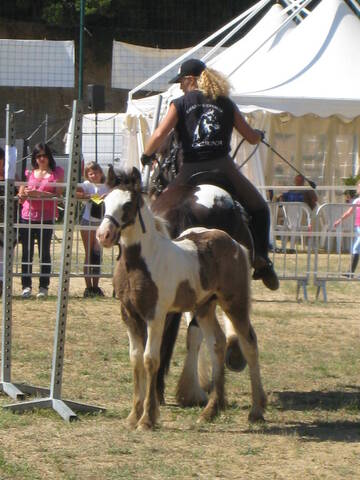 Concours équestre pendant la foire